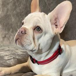 French Bulldogs from Patti Cake & Pups