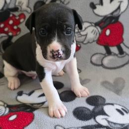 Peridot..Perry - Black and white male Rat Terrier puppy in Ukiah, California from Poem's Haven Rat Terriers..AKA Mysthaven Rat Terriers