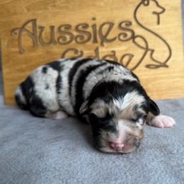 Vader - Blue merle male Australian Shepherd puppy in Tuftonboro, New Hampshire from Aussies Edge Farm