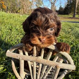Zola - Brown female Shihpoo puppy in Rush, New York from Care Bear Puppies