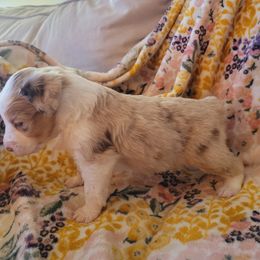 Miniature Australian Shepherd Puppies from RNL Family Raised Pups