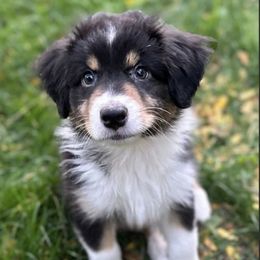 Australian Shepherds from Treasure Valley Australian Shepherds