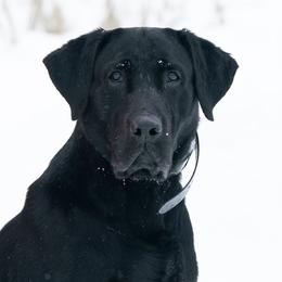 English Cocker Spaniels and Labrador Retrievers from Three Point Play