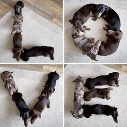 Dachshunds from Ava's Animal House