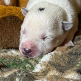 Camo - Blue mottled male Australian Cattle Dog puppy in Rosharon, Texas from 4Surge Cattle Dogs