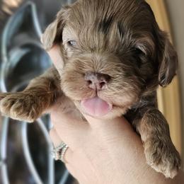 Black Male - Brown and white male Cockapoo puppy in Mocksville, North Carolina from Hunting Creek Farms