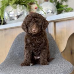 Golden - Chocolate female Goldendoodle puppy in St George, Utah from Doodle Bears of Southern Utah