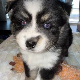 Vito - Black and white male Pomsky puppy in Wisconsin from Summer's Pomskies