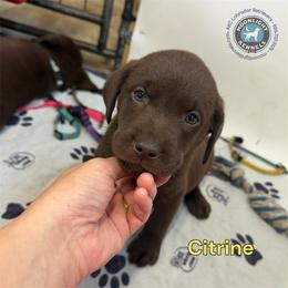Citrine - Chocolate male Labrador Retriever puppy in Elloree, South Carolina from Moonlight Kennels LLC