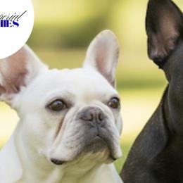 French Bulldogs from Imperial Frenchies
