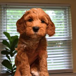Peaches - Apricot female Goldendoodle puppy in Batavia, Ohio from Cozy Cove Goldendoodles