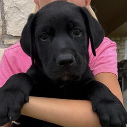 Mr. Red - Chocolate male Labrador Retriever puppy in Taylor, Texas from Faithful Labs