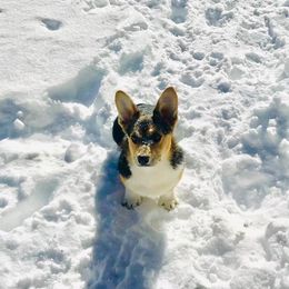 Pembroke Welsh Corgi All Grown Up from Shez First Class Corgis