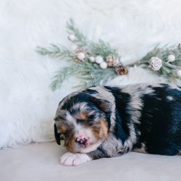 Hazel - female Australian Mountain Doodle puppy in Spanish Fork, Utah from K Brand Doodles