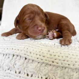 Cove - Red  male Goldendoodle puppy in Birmingham, Alabama from Ivy’s Doodles