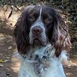 English Springer Spaniels from Sonora Hills ESS