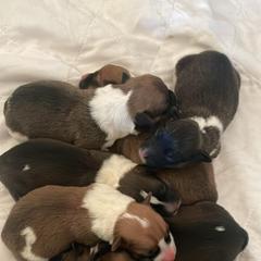 American Corgi and Pembroke Welsh Corgi Puppies from Cascadian Space Coast Corgis LLC