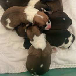 American Corgi and Pembroke Welsh Corgi Puppies from Cascadian Space Coast Corgis LLC