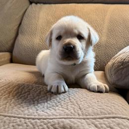 Finn - Yellow male Labrador Retriever puppy in Tekonsha, Michigan from Asher Acres Labs