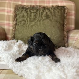Prince C - Black and tan male Shih Tzu puppy in Xenia, Ohio from Crown & Tress Shih Tzu