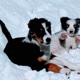 Border Collie Puppies from Bridges Border Collies
