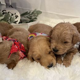 Goldendoodles from Red Canyon Doodles