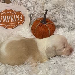 Girl 1 - Cream female Dachshund puppy in Stilwell, Oklahoma from Bidding Creek Dachshunds