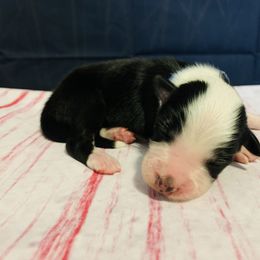 Australian Shepherd Puppies from REINVENTED.KENNELS