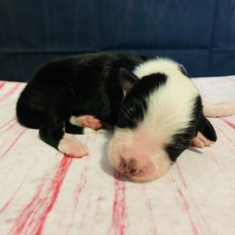 Australian Shepherd Puppies from REINVENTED.KENNELS