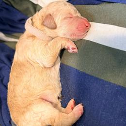 Cecilia - Apricot female Goldendoodle puppy in Macclenny, Florida from Baker County Goldendoodles