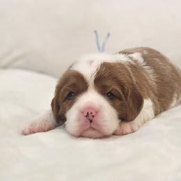 Charlie - Blenheim male Cavalier King Charles Spaniel puppy in Broxton, Georgia from King of the Hill Cavaliers