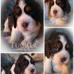 Boy 1 'Tucker' - Liver and white male English Springer Spaniel puppy in Silverdale, Washington from TimberVale Springers