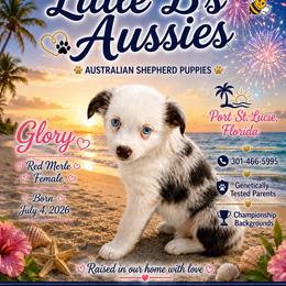 Glory - Red merle female Miniature Australian Shepherd puppy in Port Saint Lucie, Florida from Charlene Brannon's Mini Australian Shepherds