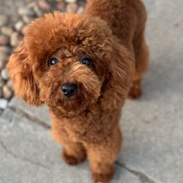 Champ - Poodle