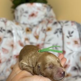 Goldendoodle Puppies from Royal Goldendoodle