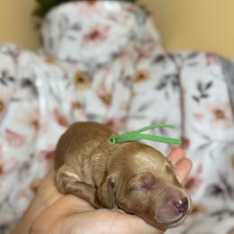 Goldendoodle Puppies from Royal Goldendoodle