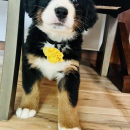 Bernese Mountain Dog Puppies from Berner Bud Farm