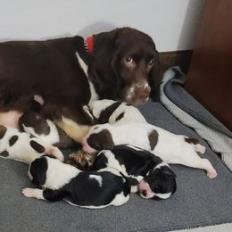 English Springer Spaniels from Satilla River Springers