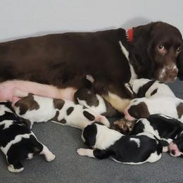 English Springer Spaniels from Satilla River Springers
