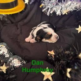 Basset Hound Puppies from Hound House