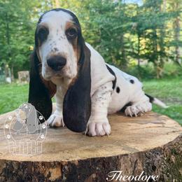 Theodore - Black white and brown male Basset Hound puppy in Dingess, West Virginia from Tuckers' Howling Hounds