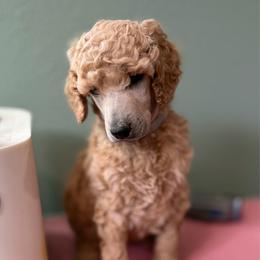 Fantine - Apricot female Poodle puppy in Brooksville, Florida from Ariella Standard Poodles & Chinese Cresteds