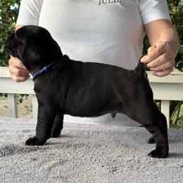 Blue Collar R - Black male Cane Corso puppy in Paris, Texas from Knucklehead Cane Corso