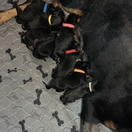 Girl 4 - Black and mahogany female Rottweiler puppy in Ridgeland, South Carolina from VHK Rottweilers