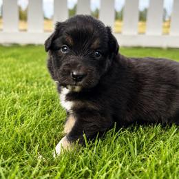 Zion - Black Tri Female - Black tri-color female Australian Shepherd puppy in Hugo, Colorado from Frying Pan Ranch Australian Shepherds