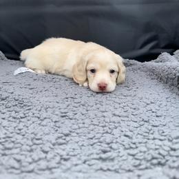 Curly - Cream male Dachshund puppy in Saginaw, Texas from Saginaw Dachshunds