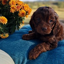 Margo - Brown and tan female Cockapoo puppy in Mena, Arkansas from Ouachita River Cockapoos