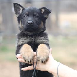 Trooper - Black and tan male German Shepherd puppy in Augusta, West Virginia from Vom Haus Highlands