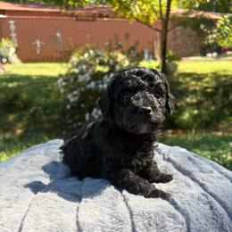 Wednesday - Black female Poodle puppy in Malvern, Arkansas from Sweet as dessert puppies