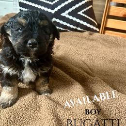 Bugatti - Black phantom male Aussiedoodle puppy in Zeeland, Michigan from Dutch’s Doodles
